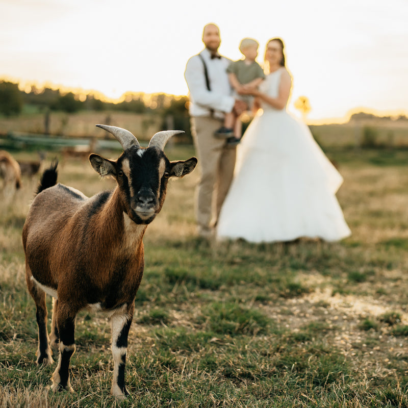 ŠEMÍKOVICE  FARM: wedding place - bride and groom with they child and goat