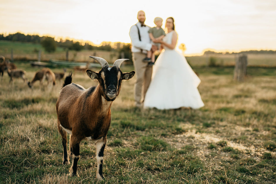 ŠEMÍKOVICE  FARM: wedding place - bride and groom with they child and goat